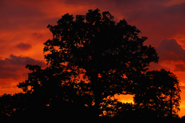 irish sunset